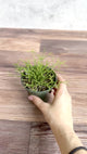 Rhipsalis burchellii - Mistletoe Cactus - 3.5 Inch