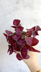 Purple Shamrock (Oxalis triangularis) - Various Sizes