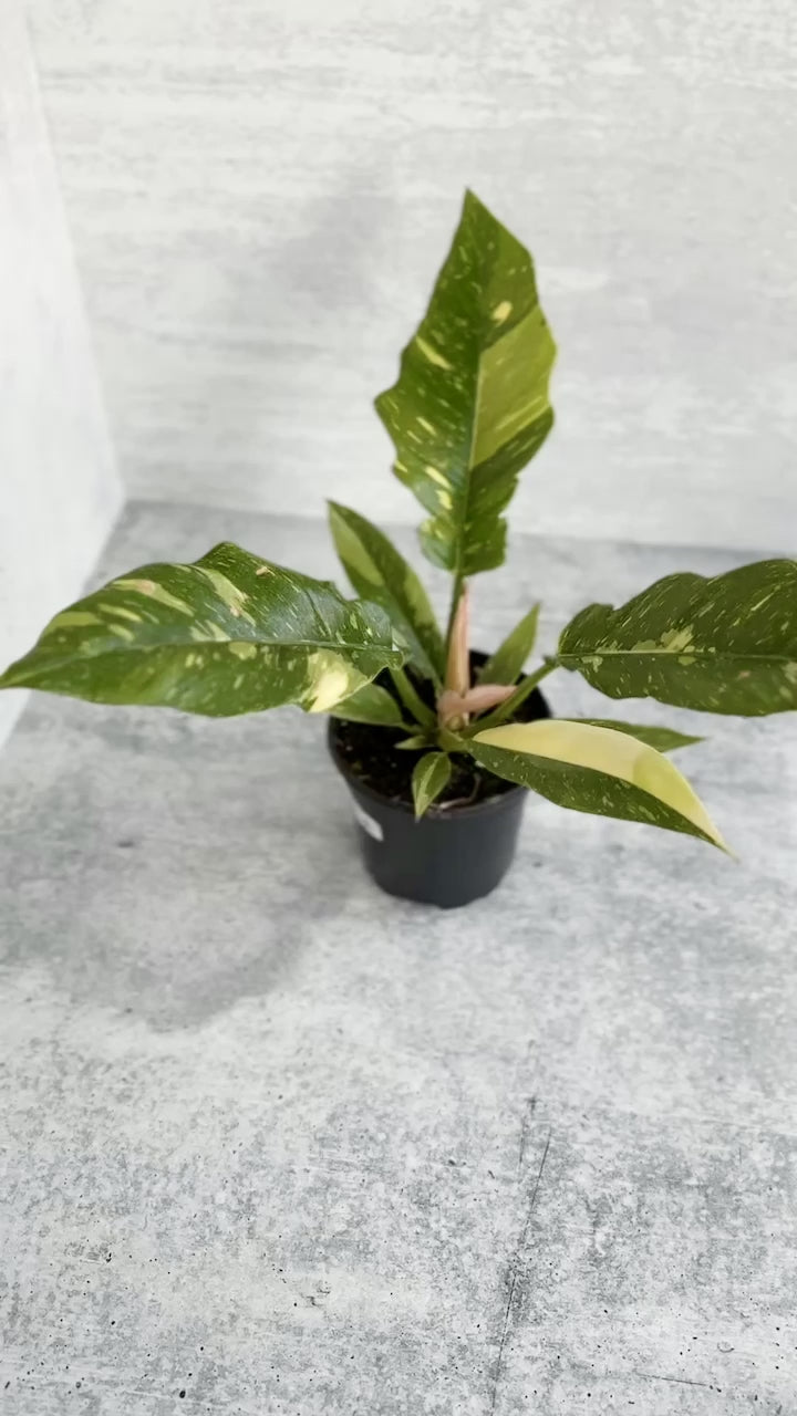 Philodendron erubescens ‘Ring Of Fire' - 4.5 Inch