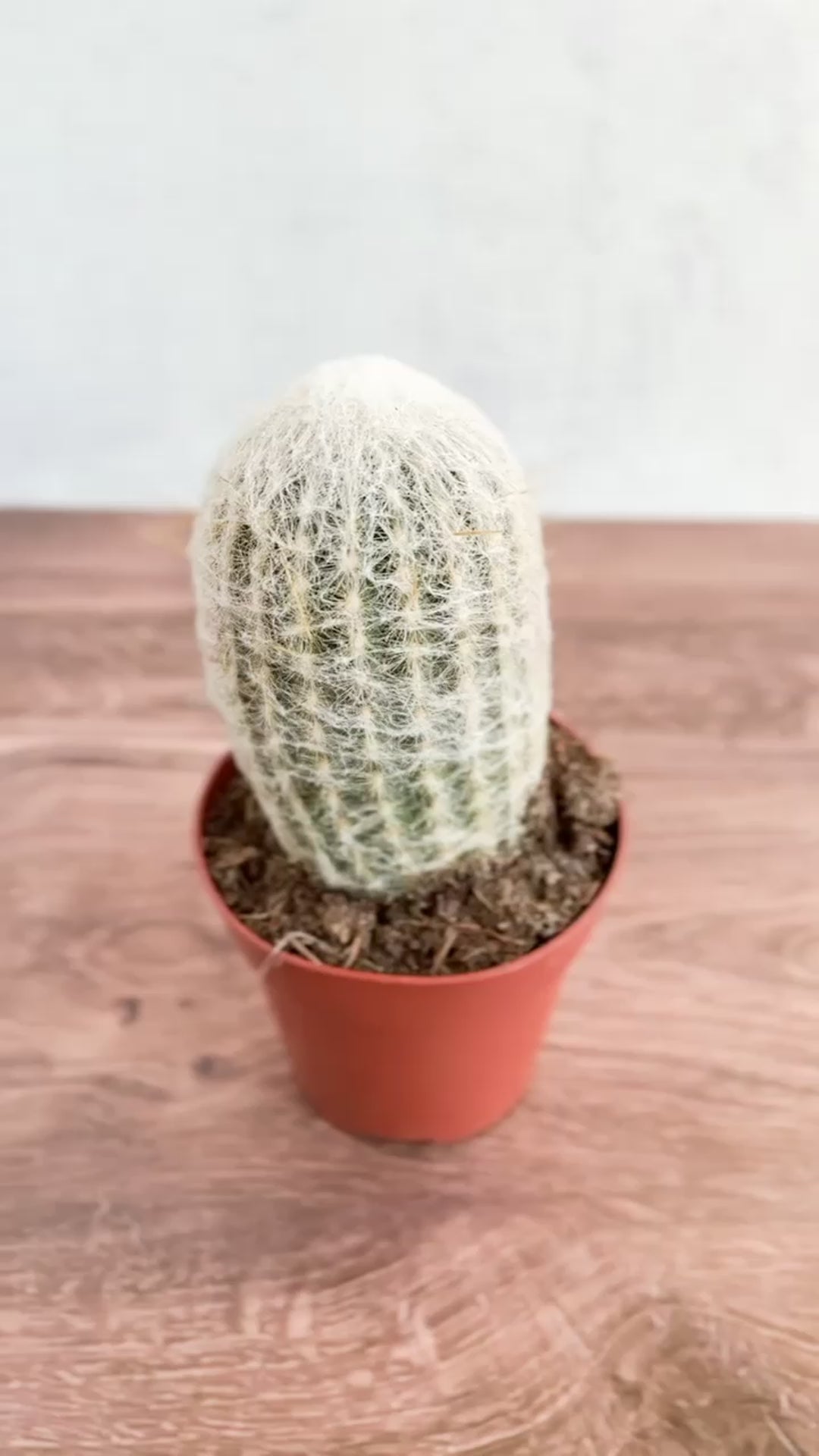 Cephalocereus senilis - Peruvian Old Man Cacti