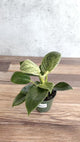 Philodendron Birkin in 4-inch Nursery Pot - Ed's Plant Shop NYC
