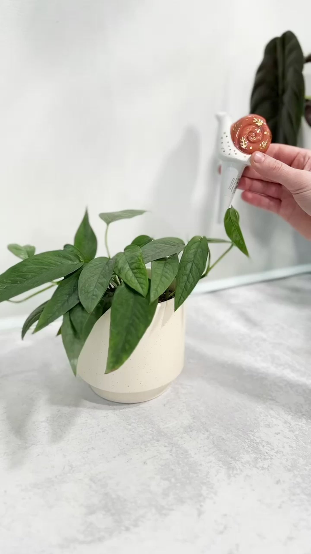 Snail Spike Self-Watering Device for Plants