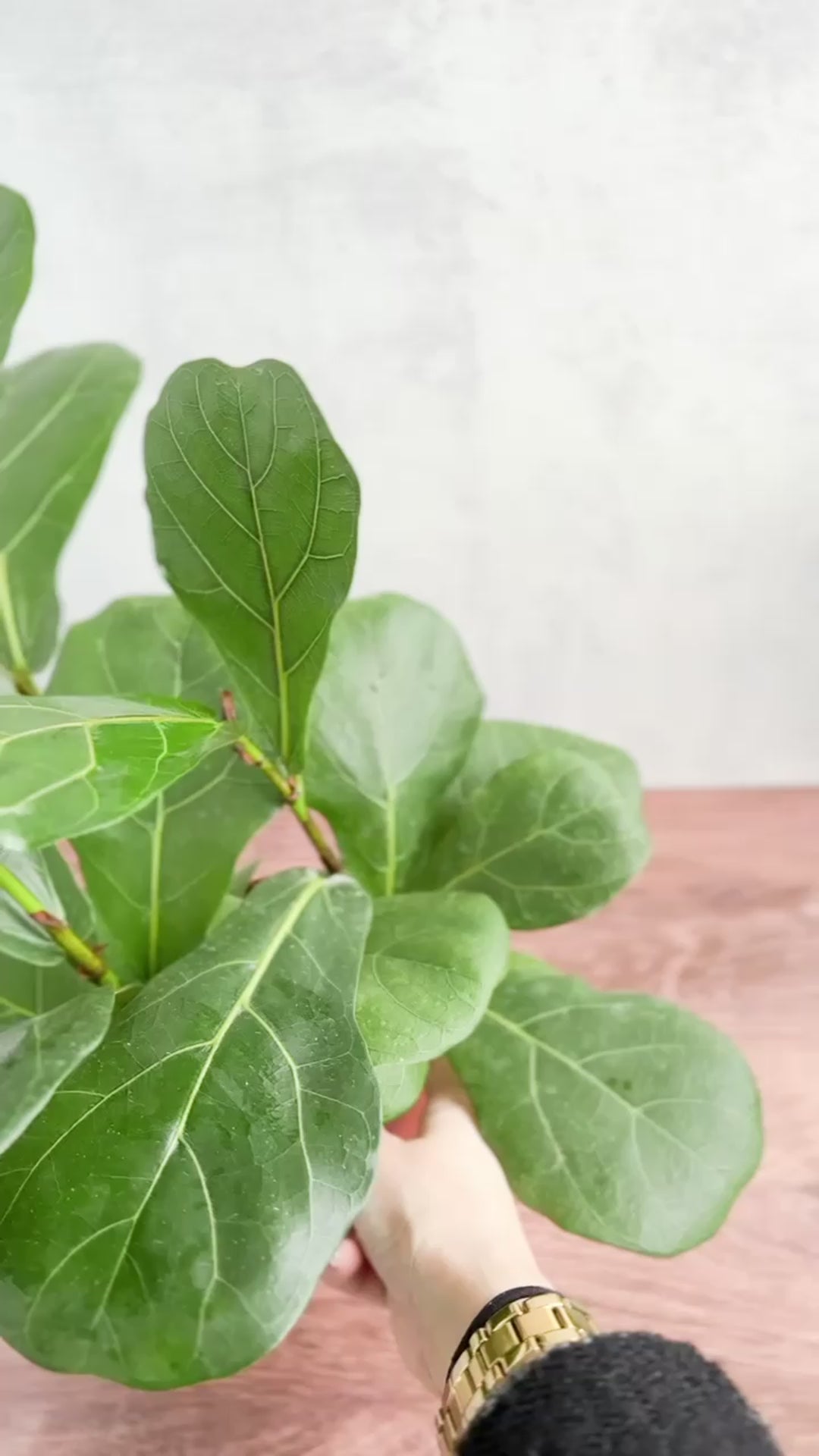 Ficus Lyrata 'Fiddle Leaf Fig' -  Various Sizes