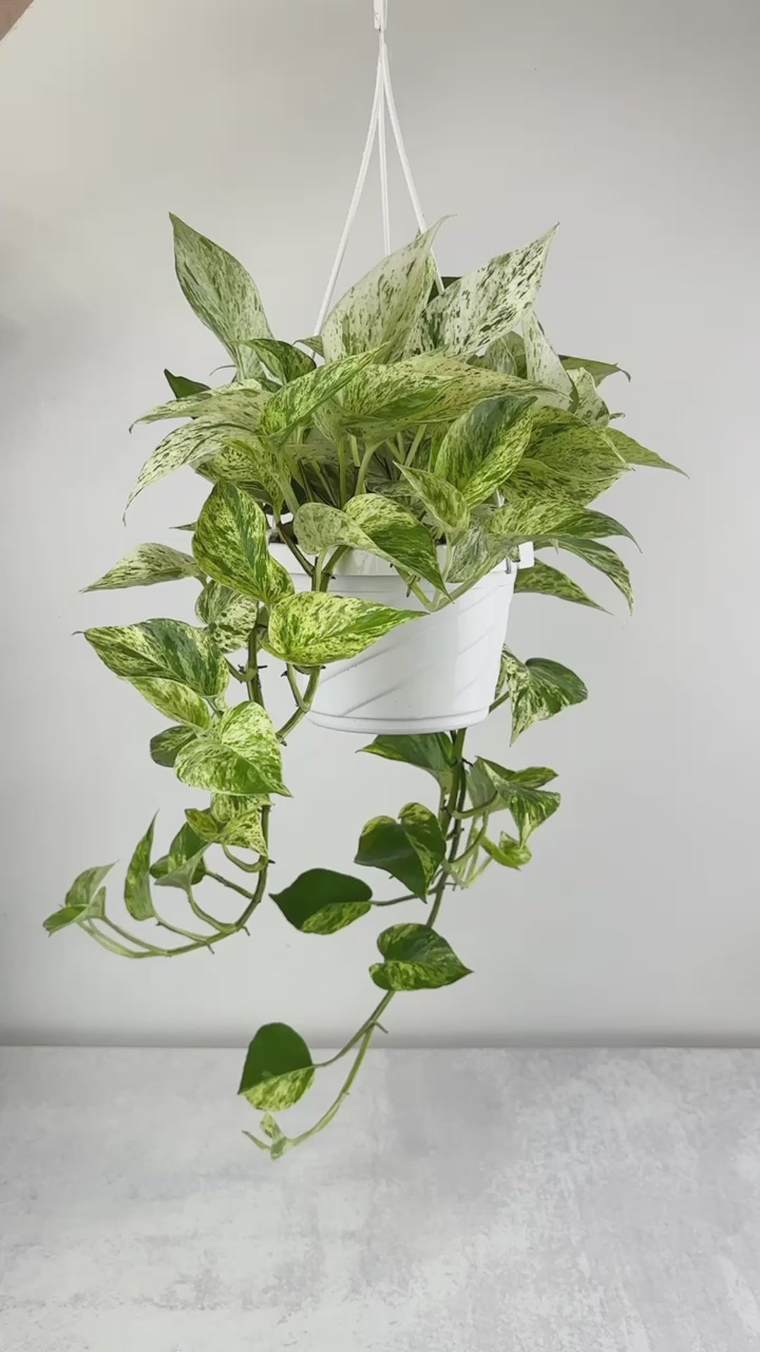 Snow Queen Pothos 6-Inch Hanging Basket for Sale