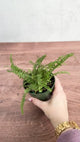 Pellaea rotundifolia - Button Fern - 4 Inch