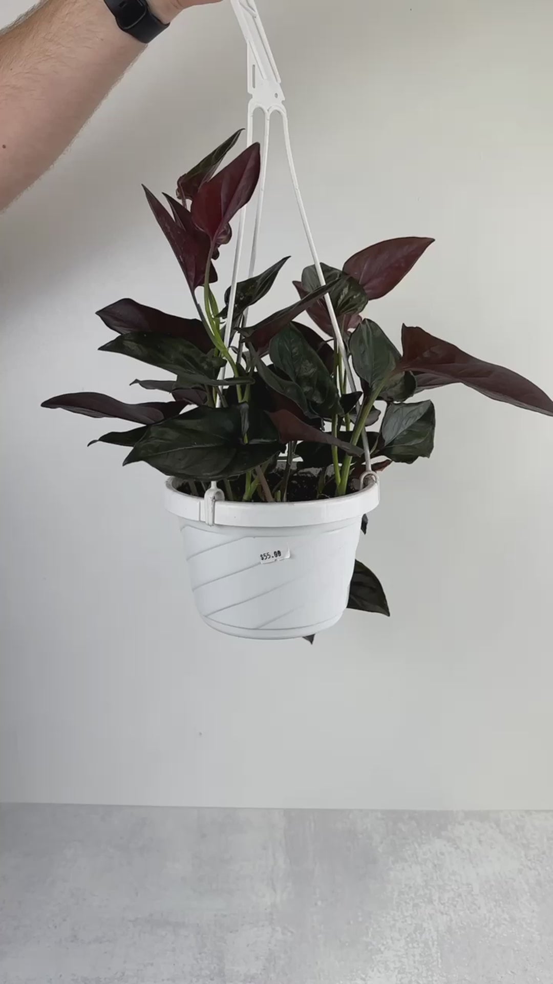 Syngonium erythrophyllum 'Llano-Carti Road' - 4.5 Inch Hanging Basket