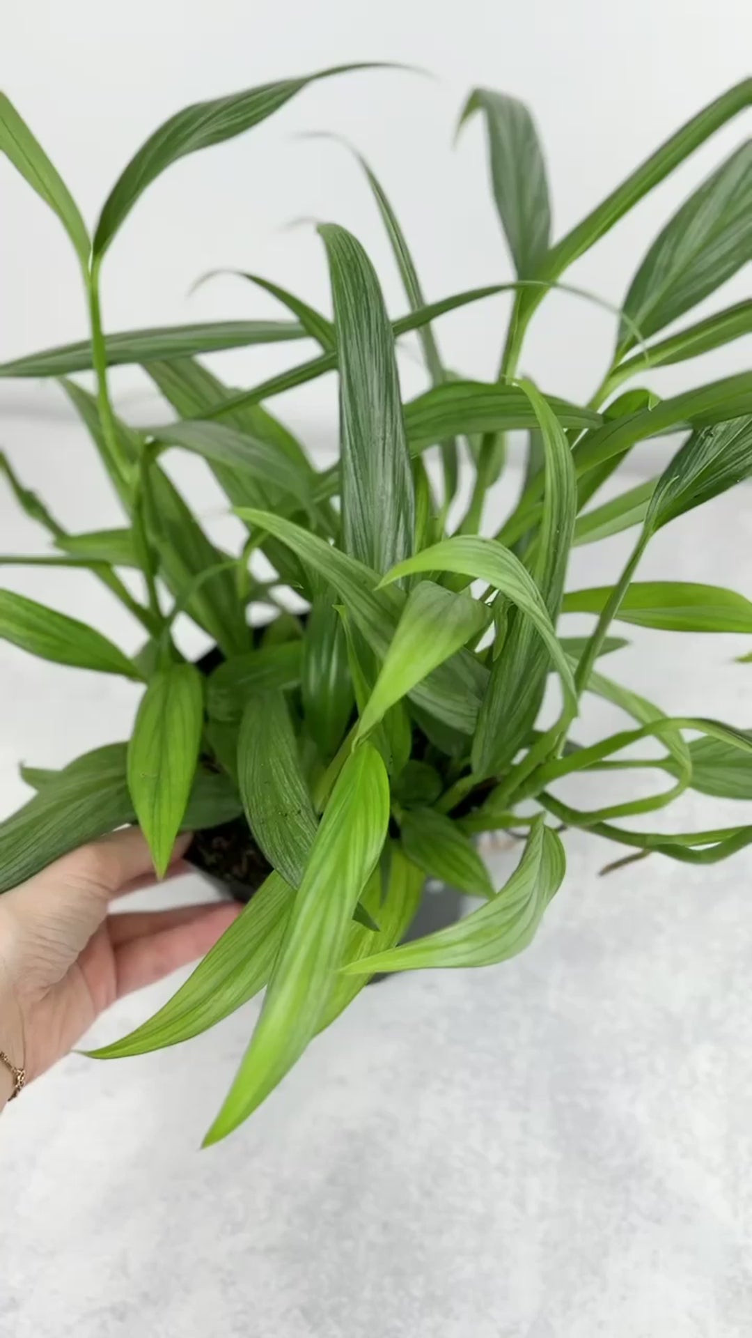 Epipremnum amplissimum - Silver Streak Pothos