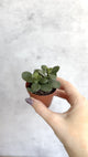 Crassula argentina - Jade Plant - 4 Inch