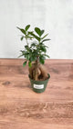 Ficus microcarpa - Ficus Ginseng