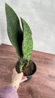 Dracaena Masoniana 'Whale Fin Snake Plant' - 4 Inch