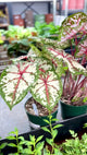 Caladium - Assorted Foliage Varieties