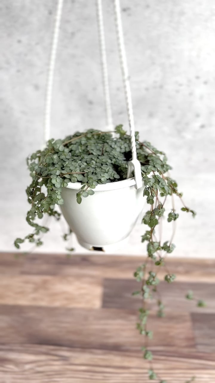 Pilea glauca 'Aqua' - Silver Sparkle Hanging Basket