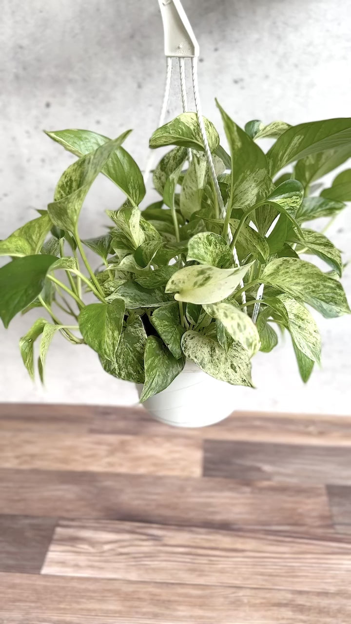 Epipremnum Aureum 'Marble Queen' Pothos Hanging Basket Various Sizes