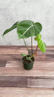 Philodendron gloriosum - Glorious Philo - 4.5 Inch