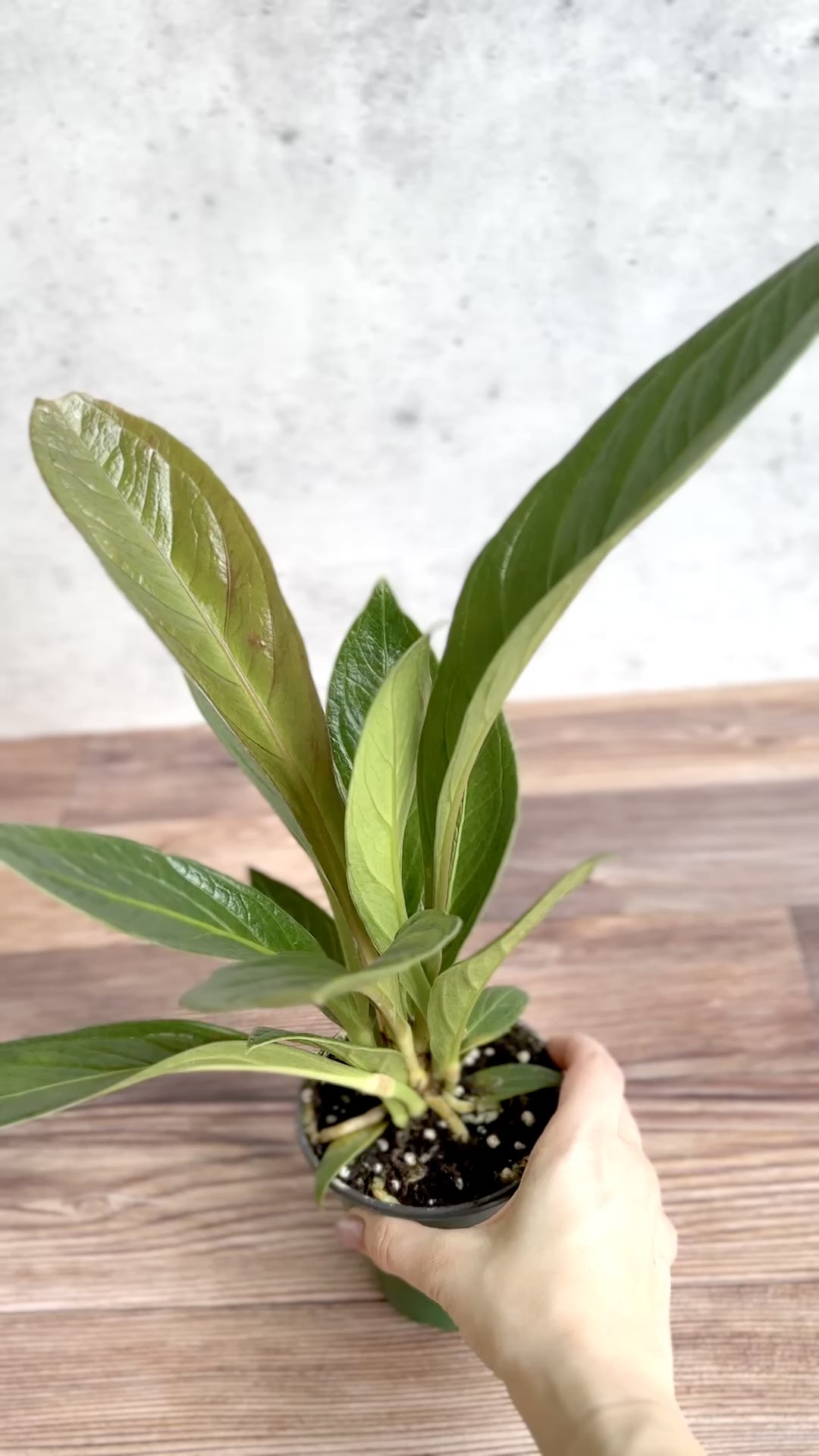 Anthurium Bonplandii Ssp. Guayanum 'Cobra"