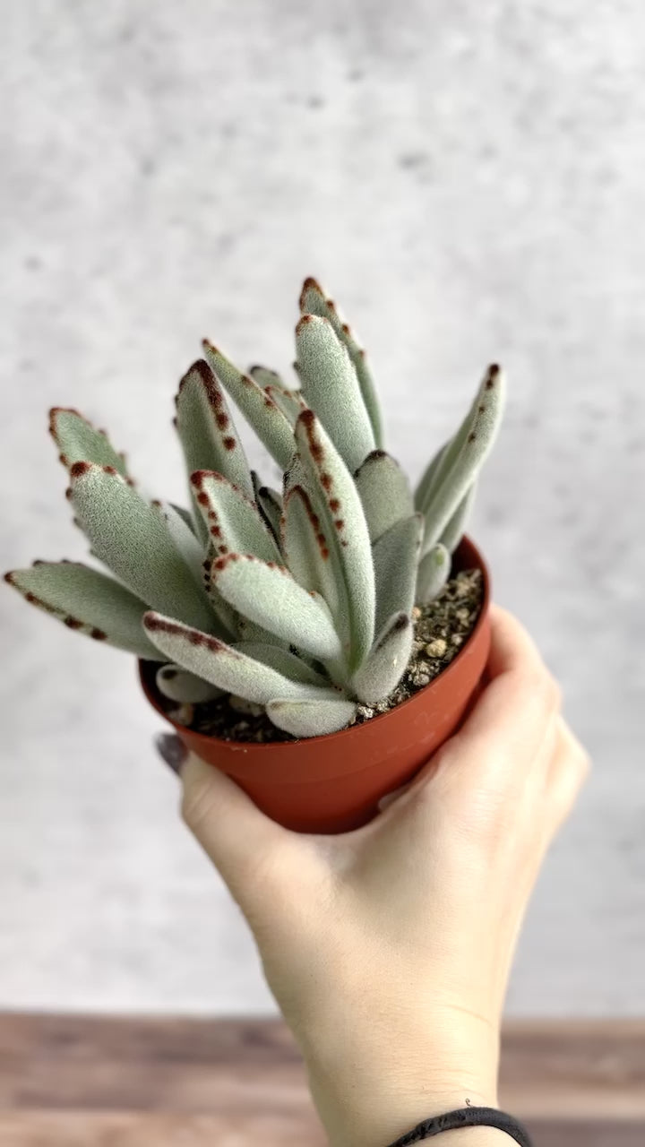 Kalanchoe tomentosa ‘Panda’ - Panda Plant