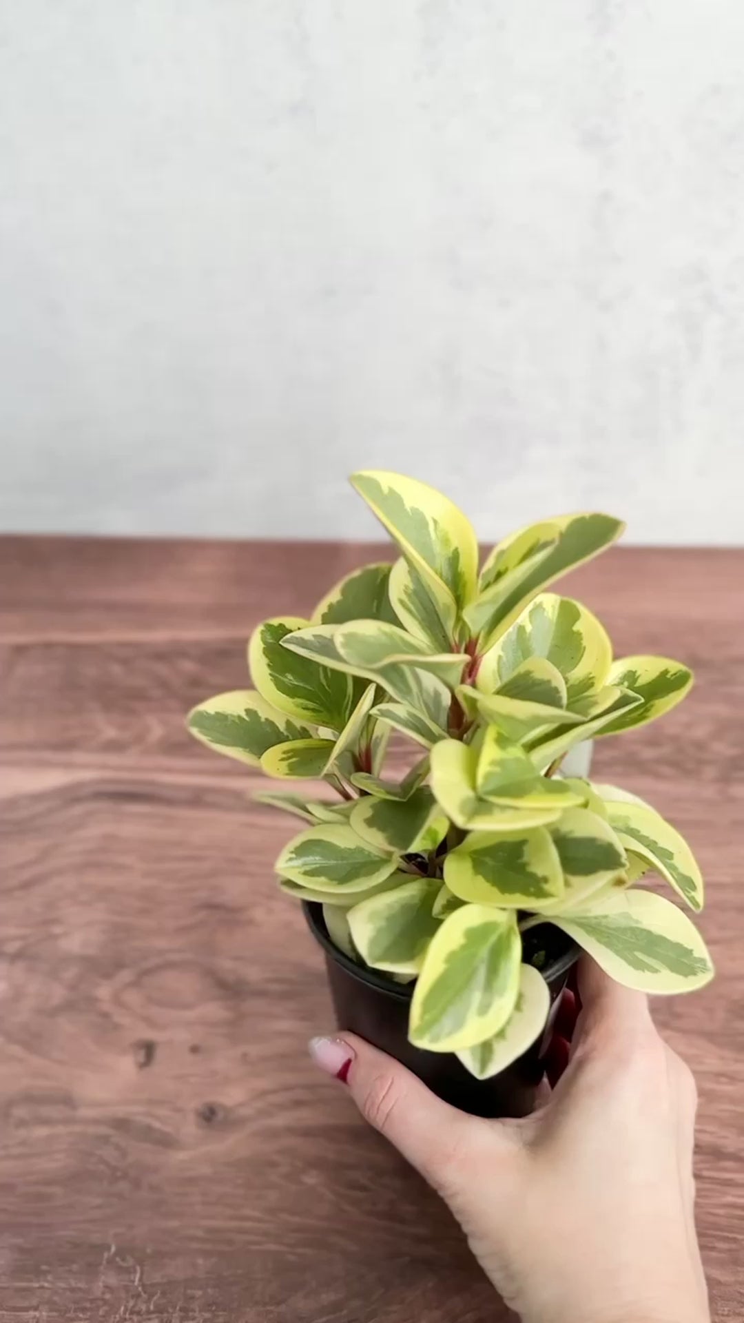 Peperomia Obtusifolia Variegata 'Baby Rubber Plant'