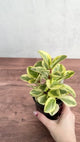 Peperomia Obtusifolia Variegata 'Baby Rubber Plant'