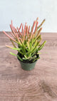 Euphorbia tirucalli - Firestick Cactus - Red Blaze