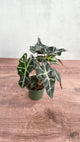 Alocasia Amazonica 'African Mask Plant' Polly - Various Sizes