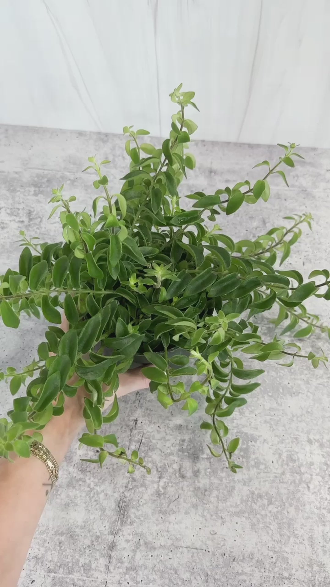 Aeschynanthus radicans 'Rasta' Curly Lipstick Plant -  4 Inch