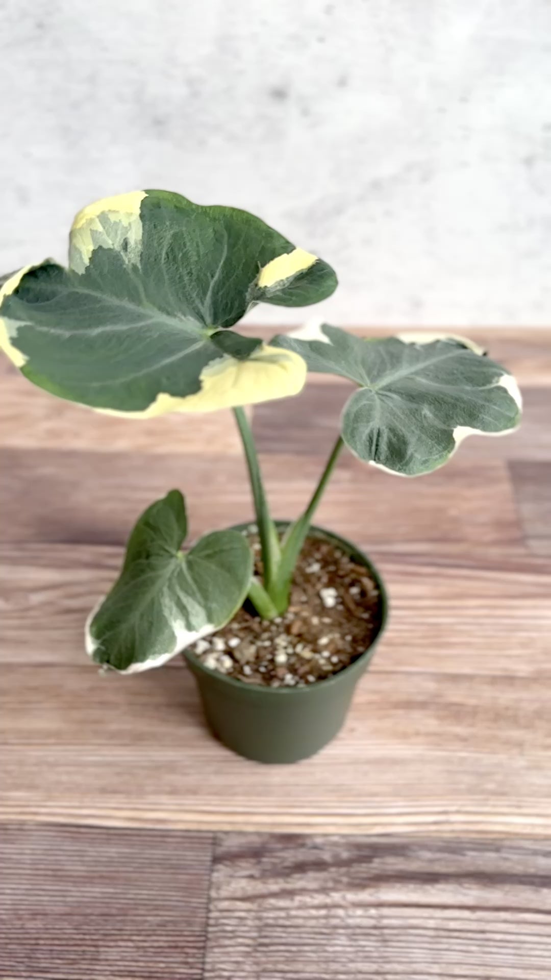 Alocasia 'Mickey Mouse' - Variegated Mickey Mouse Alocasia - 4.5 Inch