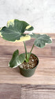 Alocasia 'Mickey Mouse' - Variegated Mickey Mouse Alocasia - 4.5 Inch