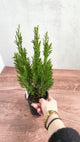 Chamaecyparis Lawsoniana ‘Ellwoodii’ - False Cypress