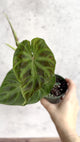 Philodendron verrucosum - Verrucosum Philodendron