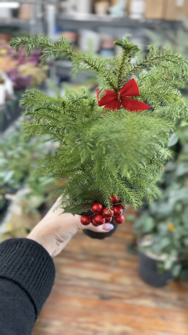 Norfolk Island Pine Indoor Tropical Plant