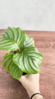 Calathea Orbifolia - Round Leaf Prayer Plant - Various Sizes