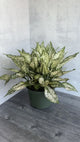 Aglaonema 'Spring Snow' Chinese Evergreen - Various Sizes