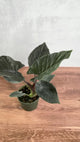 Alocasia 'Antoro Velvet' - Antoro Velvet Alocasia - 4.5 Inch