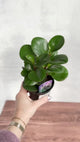 Peperomia Obtusifolia - Green