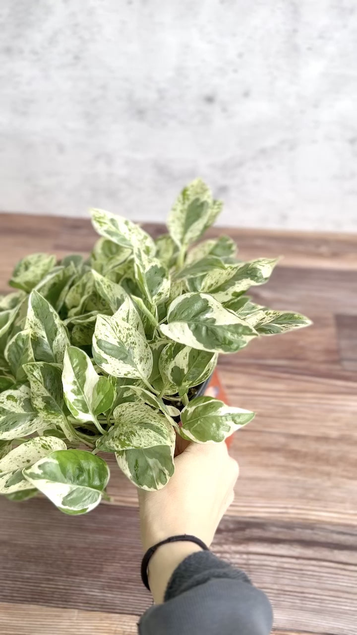 Epipremnum Aureum 'Pearls and Jade' Pothos - Various Sizes