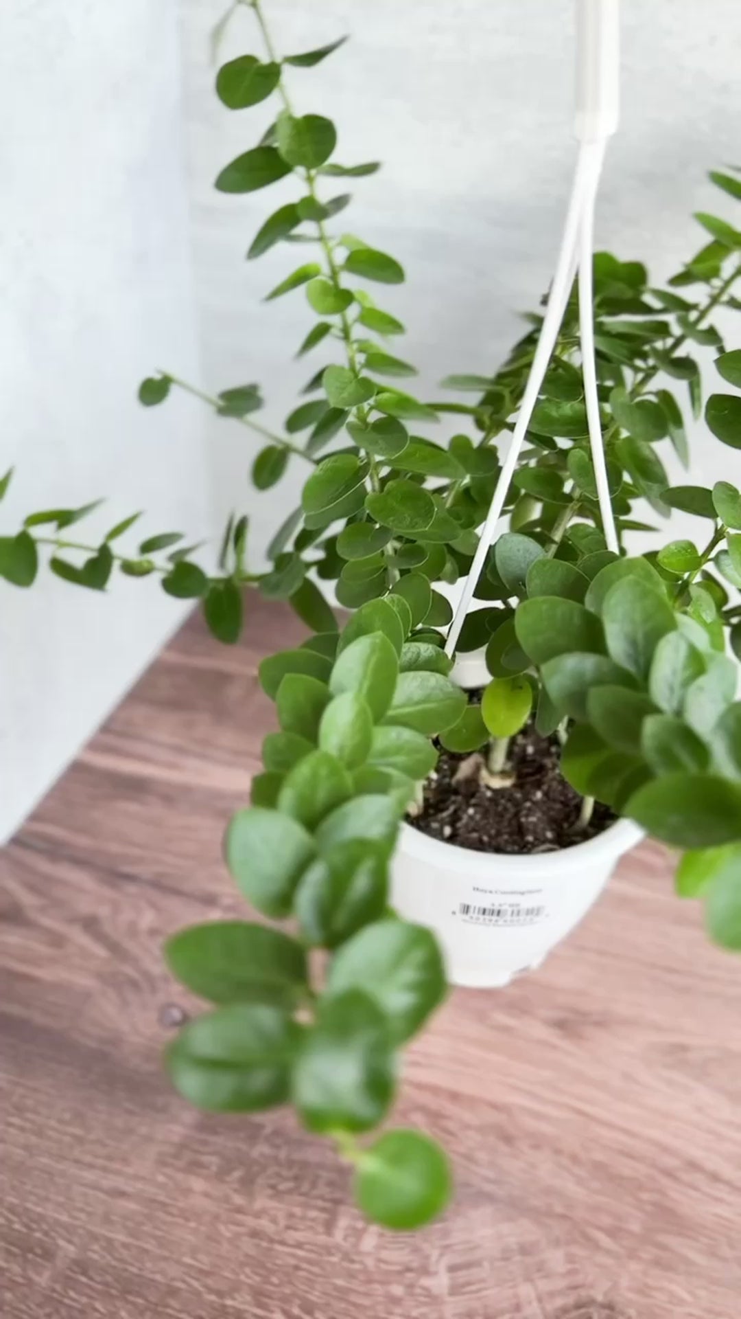 Hoya cumingiana - Small Leaf Hoya Hanging Basket