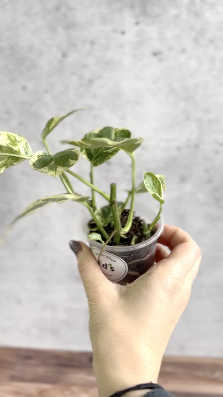 Epipremnum Aureum 'Pearls and Jade' Pothos - Various Sizes