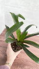 Neoregelia 'Mo Peppa Please' Bromeliad