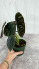 Alocasia cuprea 'Red Secret' - 4.5 Inch