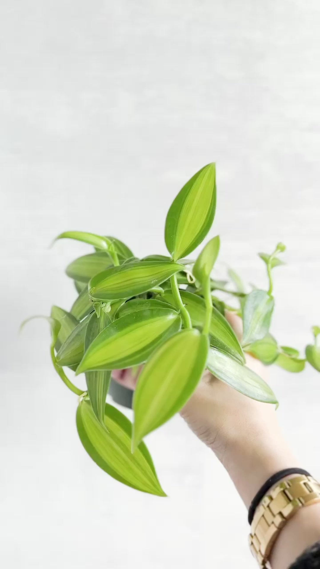Vanilla planifolia varigated