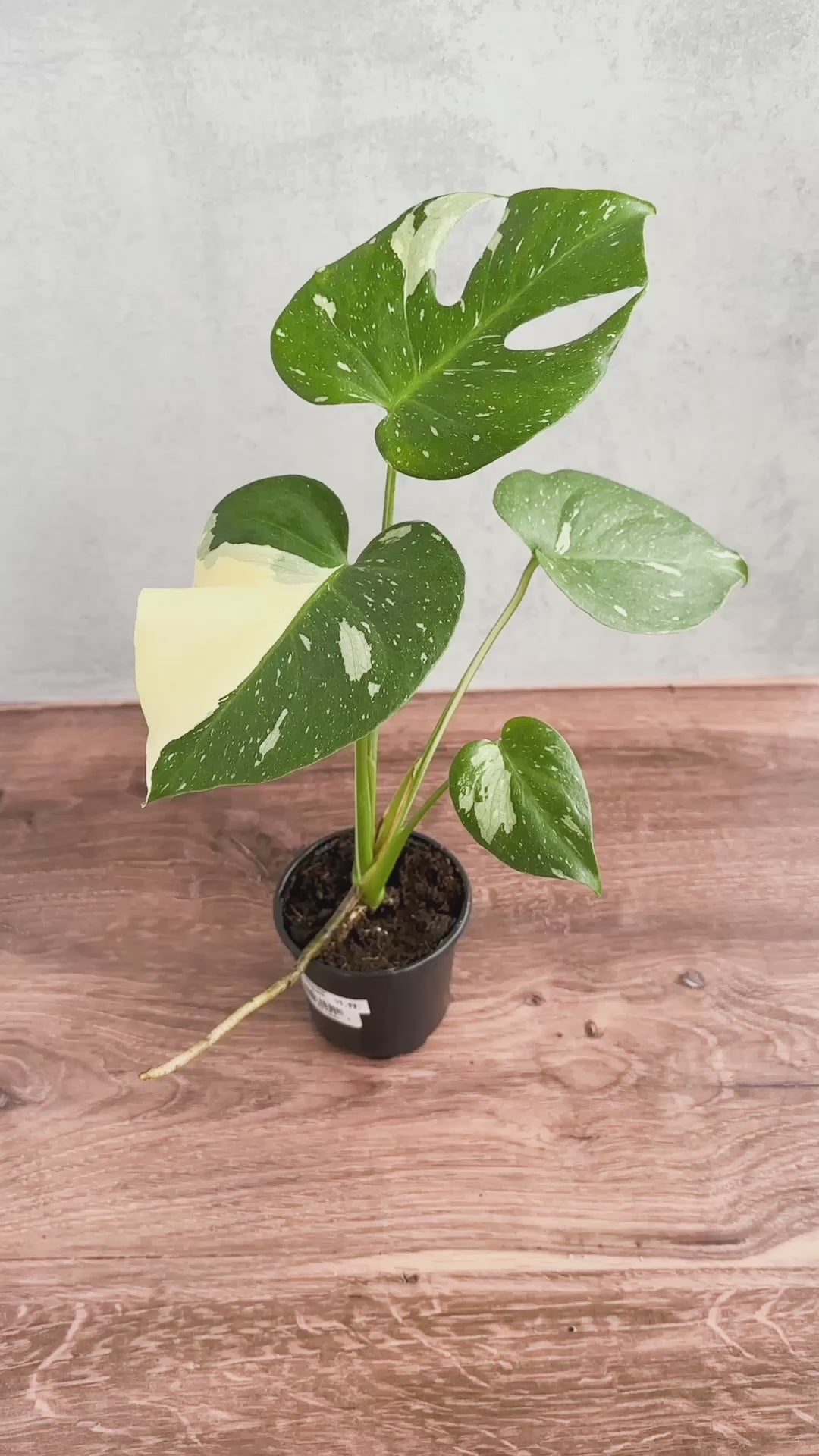 Monstera Thai Constellation - 4 Inch