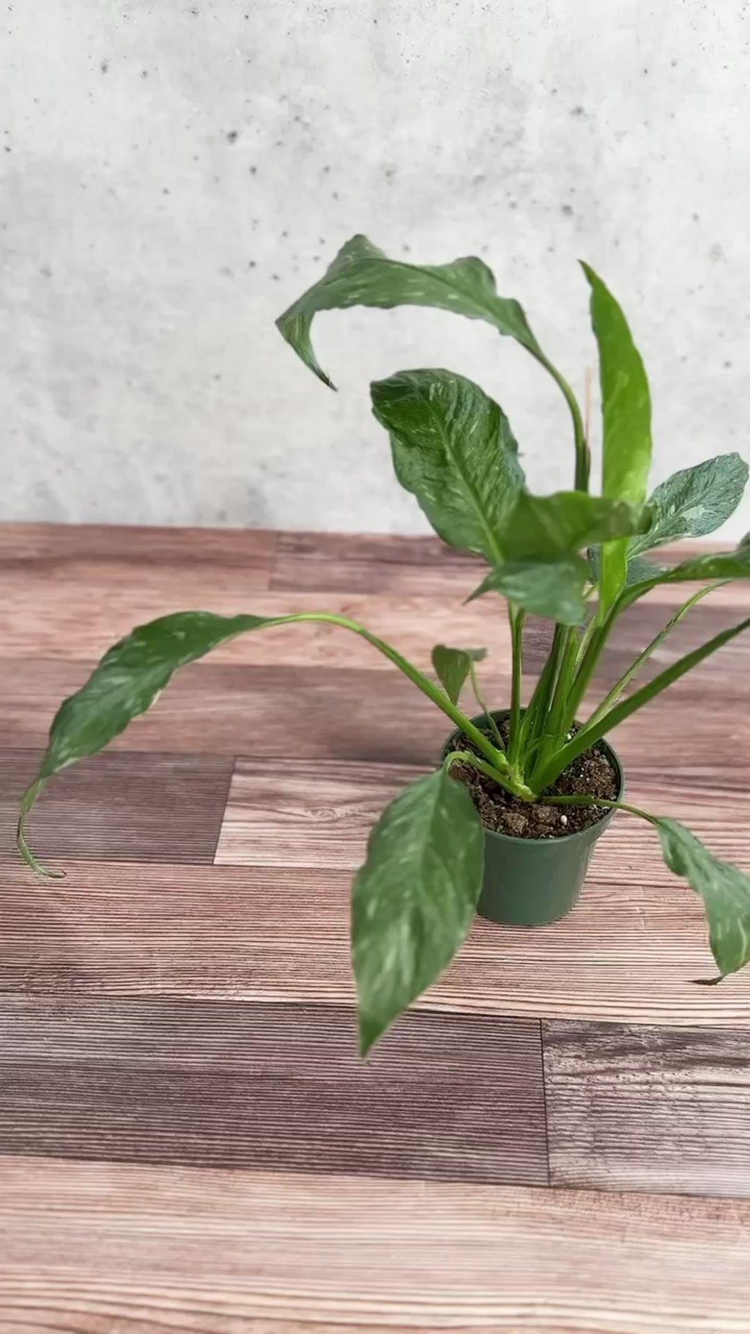 Epipremnum pinnatum albo - Rare Variegated Pothos - 4 Inch