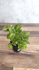 Epipremnum Aureum ‘Global Green’ - Global Green Pothos - Various Sizes