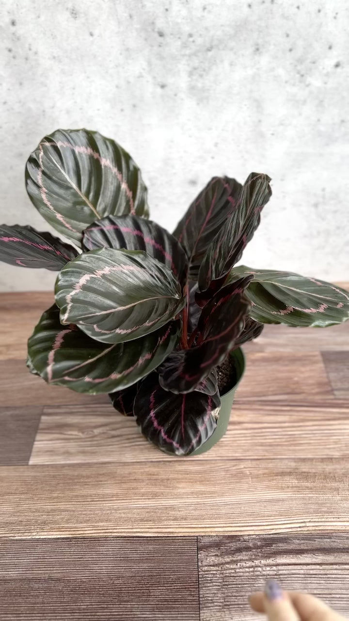 Calathea Roseopicta 'Dottie' Drama Queen - Various Sizes