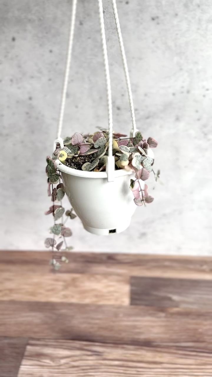 Variegated String Of Hearts - Ceropegia Woodii Variegata - 4.5 Inch Hanging Basket