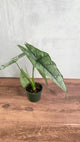 Dragon's Breath Alocasia - 4.5 Inch