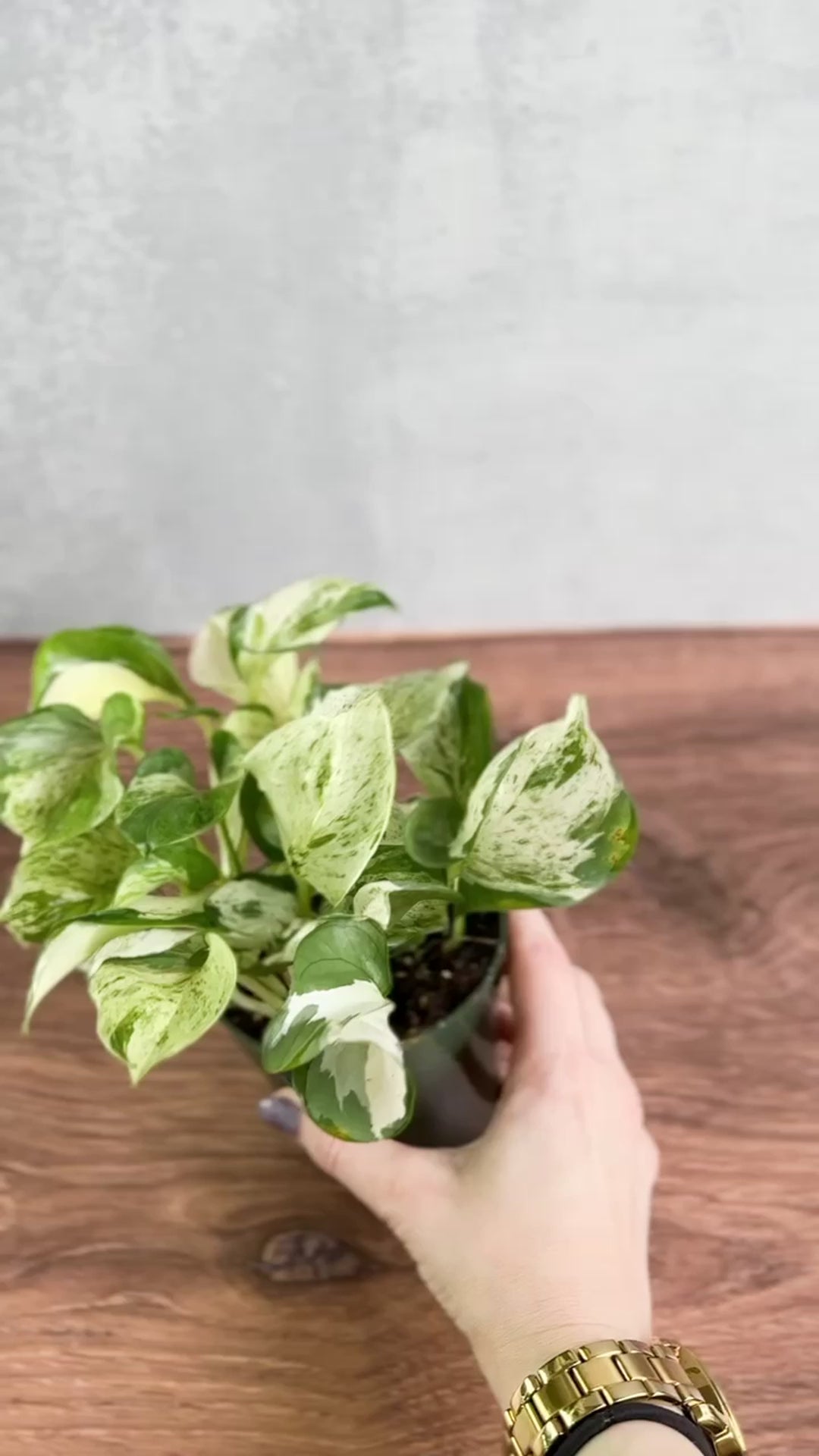 Manjula Pothos - Epipremnum aureum 'Manjula' - 4 Inch