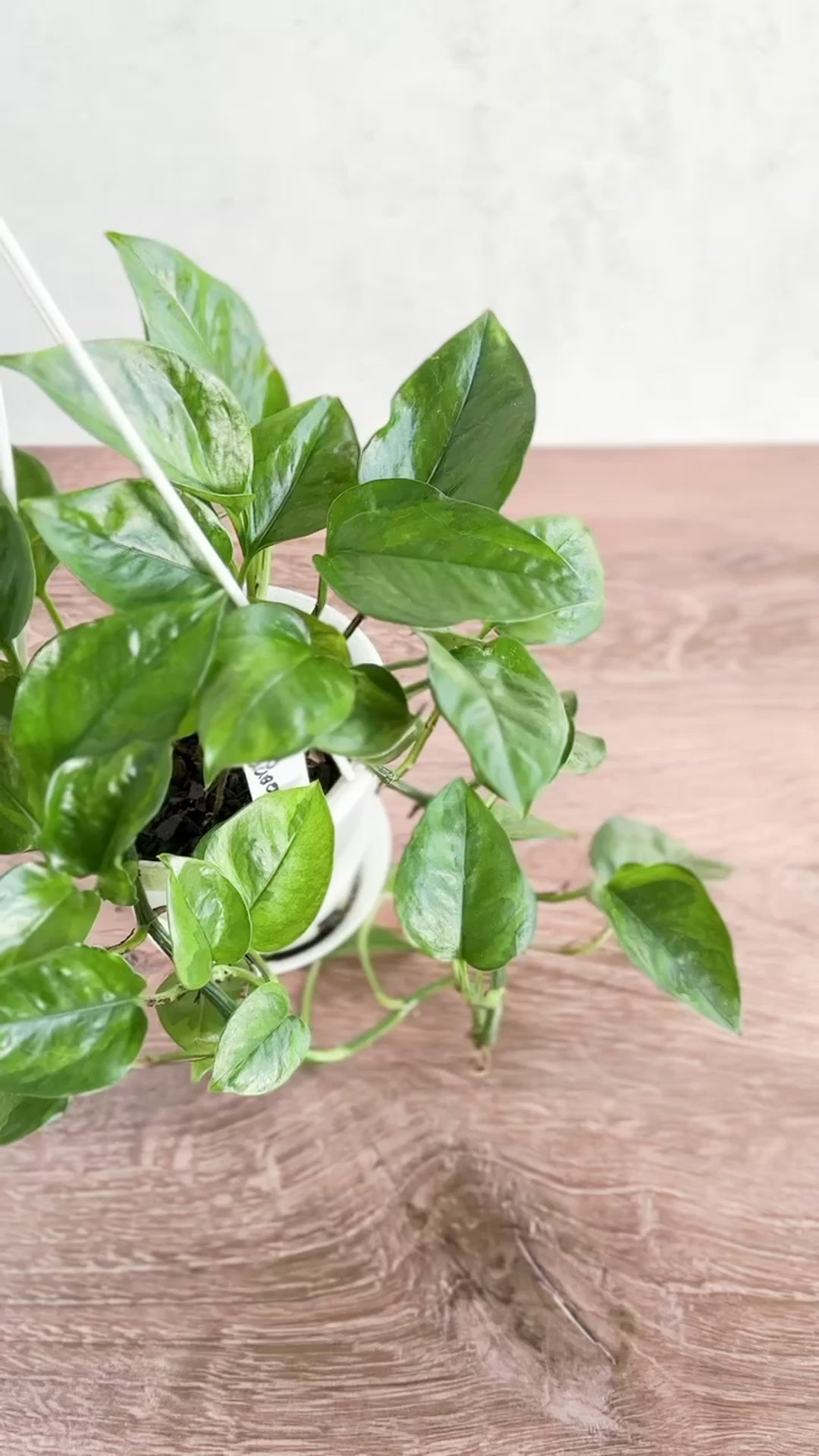 Epipremnum aureum 'Lizard Queen' - Lizard Queen Pothos