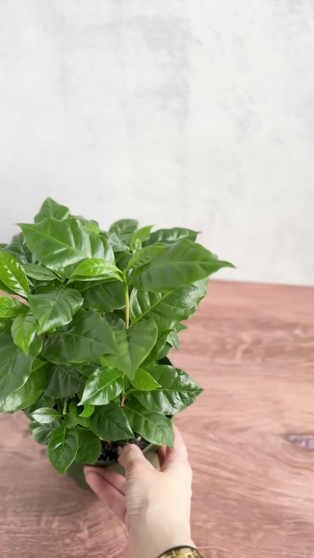 Coffea Arabica - ‘Coffee Plant’