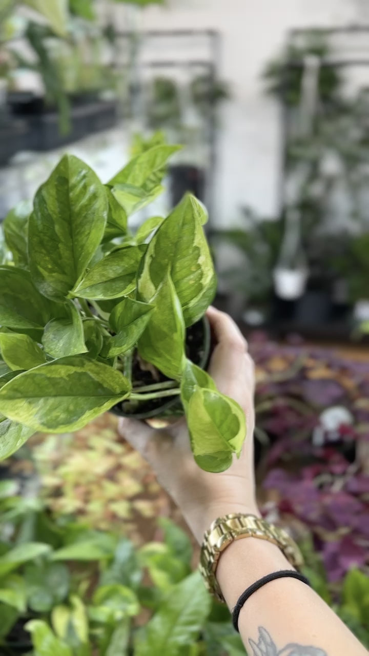 Epipremnum aureum 'Lizard Queen' - Lizard Queen Pothos - 4 Inch